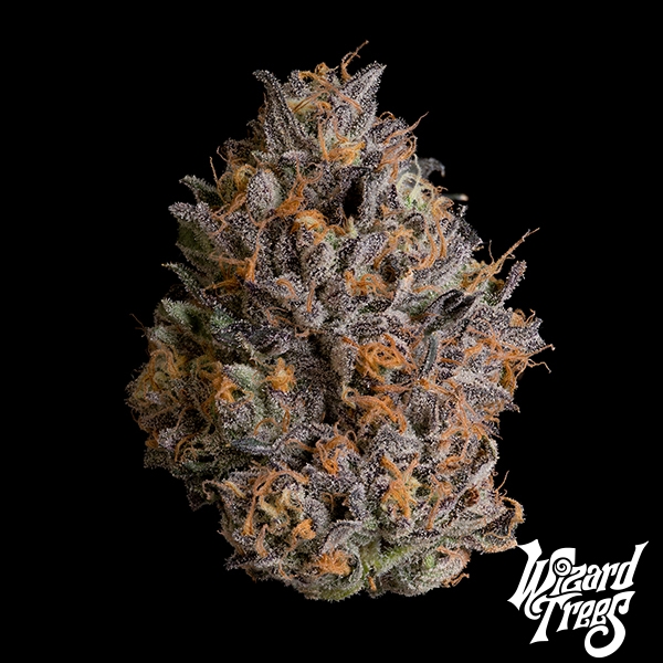 View Black Bow de Wizard Trees