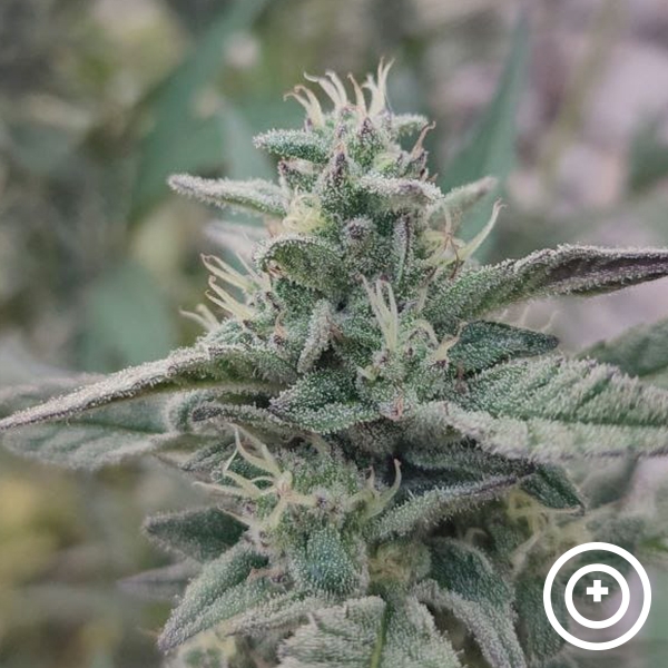 View Deep State Purple City Genetics