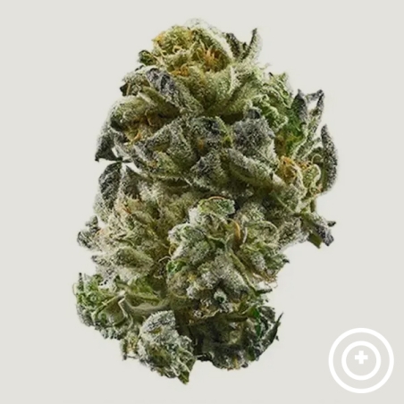 Marrakesh Purple City Genetics