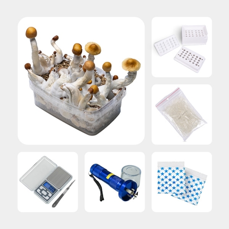 Kit de microdosis de psilocibina Pro