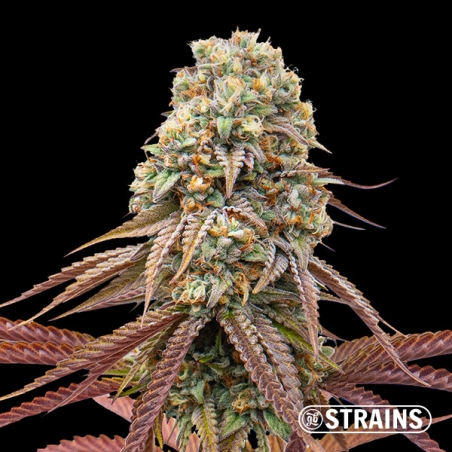 Dulce de Uva Auto