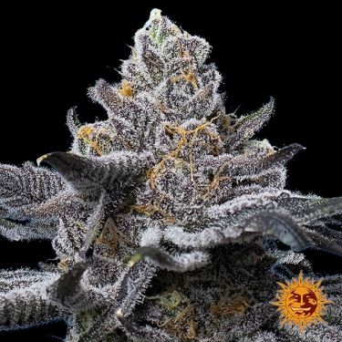 View LFG Barney’s Farm