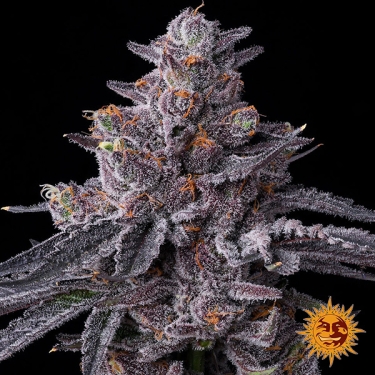 Zillions Barney’s Farm