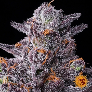 Zillions Barney’s Farm