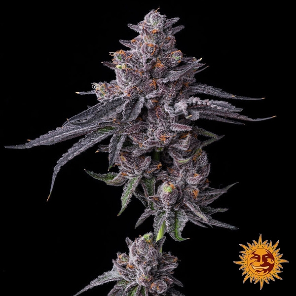 Zillions Barney’s Farm