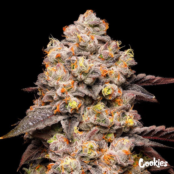 View Dried Fruit Cookies Seed Bank