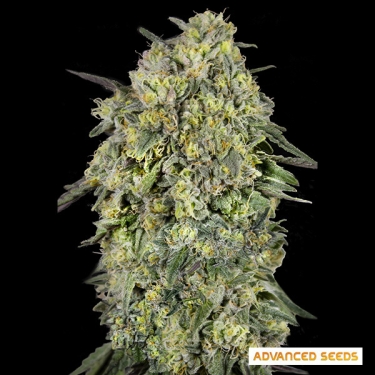 Papaya Triploid de Advanced Seeds