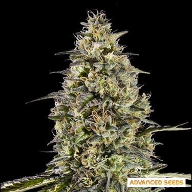 Runtz Triploid de Advanced Seeds