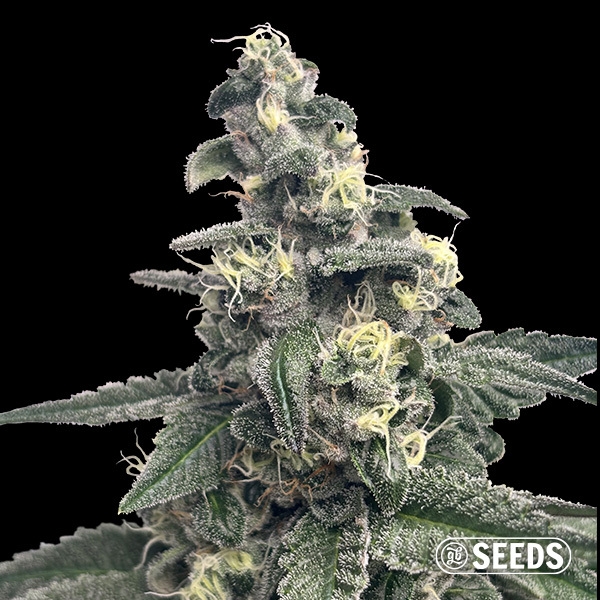 View Blue Monster GB Seeds