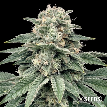 Banana Hammock GB Seeds