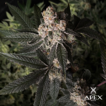 Semilla Grape Pie Apex