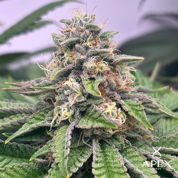 View Semilla Monchi Gelatto Apex