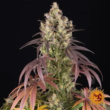 Semilla Lemon Cherry Gelato.