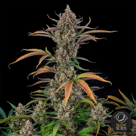 Rainbow Breath Auto foto lateral