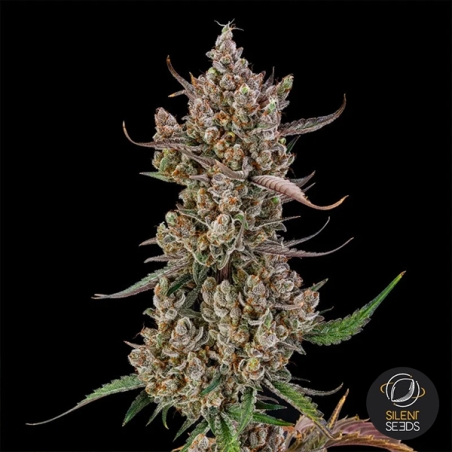 Rainbow Breath Auto flor central