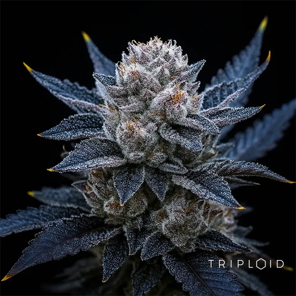 View Guava Ice Cream Triploid