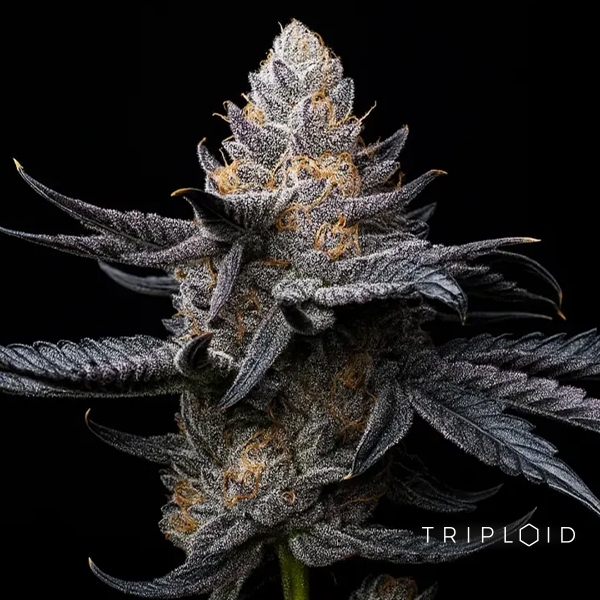 View White Diamond Triploid