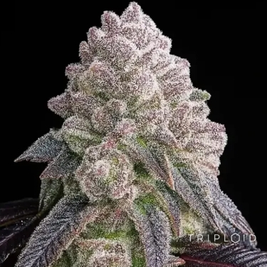 Tropical Sherbberry Triploid