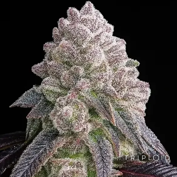 View Tropical Sherbberry Triploid