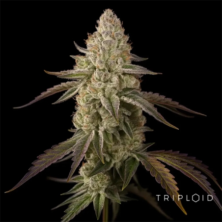 Banana Velvet Og Triploid