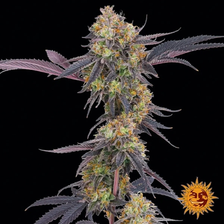 Tropicana Cherry foto planta