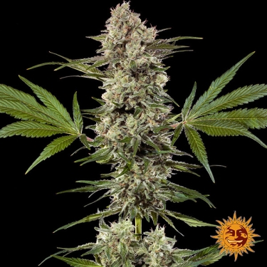 Banana Runtz F1 Hybrid planta entera