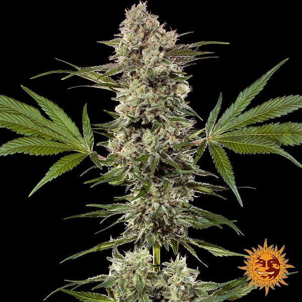 View Banana Runtz F1 Hybrid planta entera