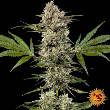 Banana Runtz F1 Hybrid planta entera