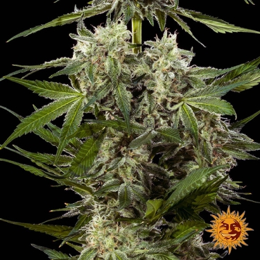 Banana Runtz F1 Hybrid foto de flores