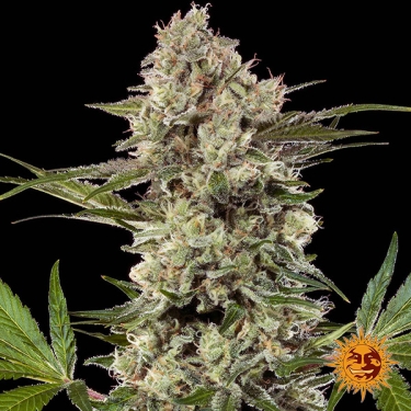 Banana Runtz F1 Hybrid flor central