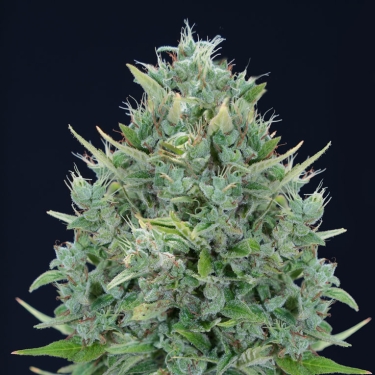 Txomango Auto foto de planta