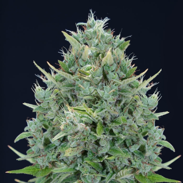 View Txomango Auto foto de planta