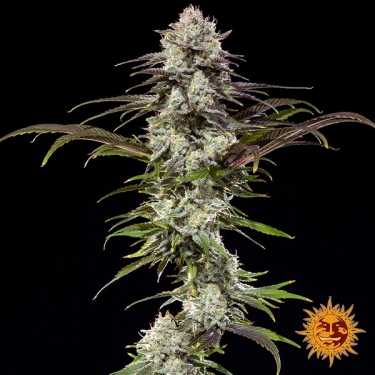 London Pound Cake F1 Hybrid foto de planta