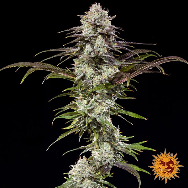 London Pound Cake F1 Hybrid foto de planta
