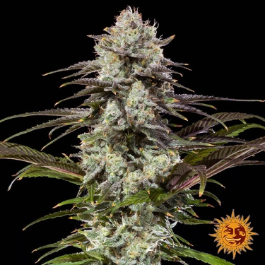 London Pound Cake F1 Hybrid flor central