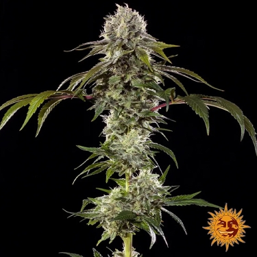 Durban Poison F1 Hybrid foto de planta