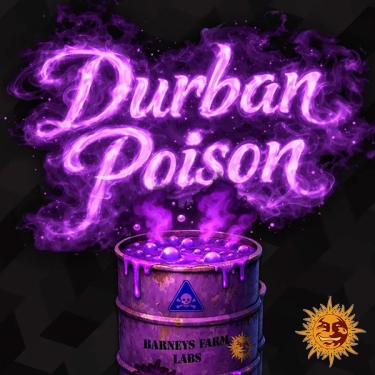 Durban Poison F1 Hybrid diseño