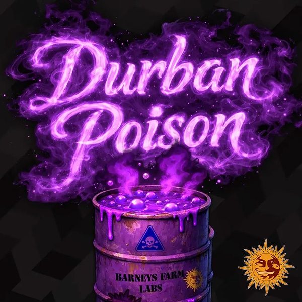 Durban Poison F1 Hybrid diseño