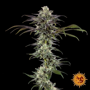 Durban Poison F1 Hybrid foto de planta