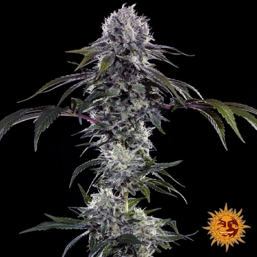 Durban Z F1 Hybrid foto de planta