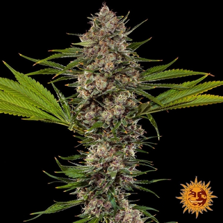 MAC 1 F1 Hybrid foto de la planta