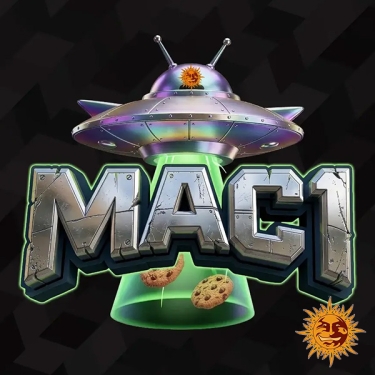 MAC 1 F1 Barney’s Farm | Resina, vainilla y 27% THC