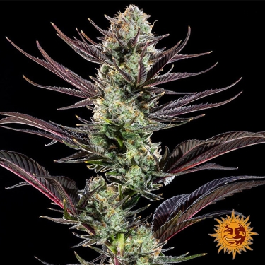 Thin Mint Frosting F1 Hybrid foto de la planta