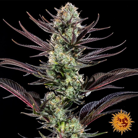 Thin Mint Frosting F1 Hybrid foto de la planta