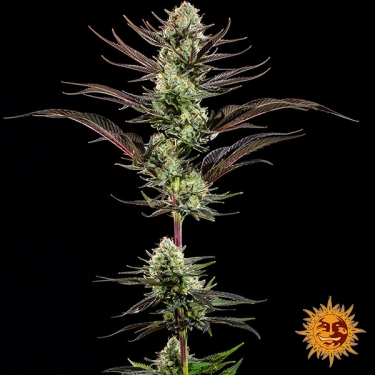 Thin Mint Frosting F1 Hybrid planta entera