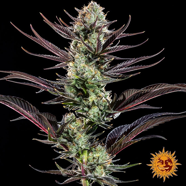 Thin Mint Frosting F1 Hybrid flor central