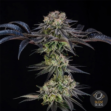 Julian Marley Special by Julian Marley planta entera