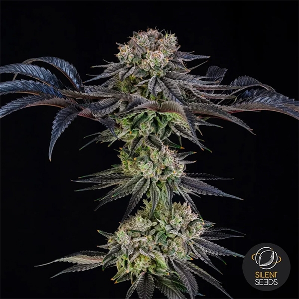 View Julian Marley Special by Julian Marley planta entera