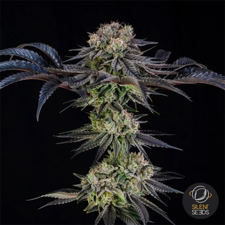 Julian Marley Special by Julian Marley planta entera