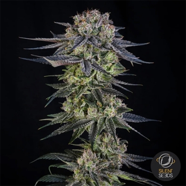 Julian Marley Special by Julian Marley flor central